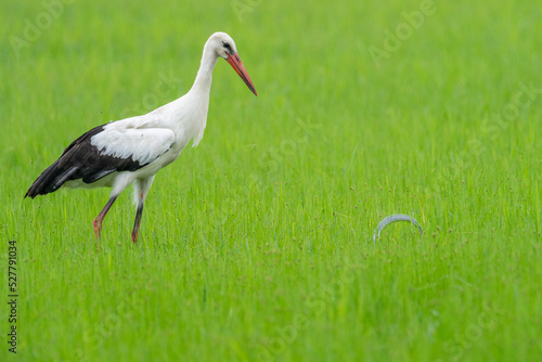 A white stork (Ciconia ciconia) on a rice field hunting a snake