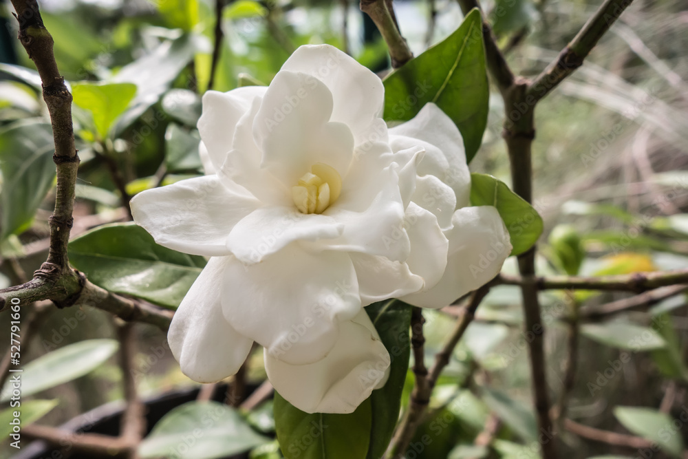 Obraz premium Gardenia flower surrounded by green leaves