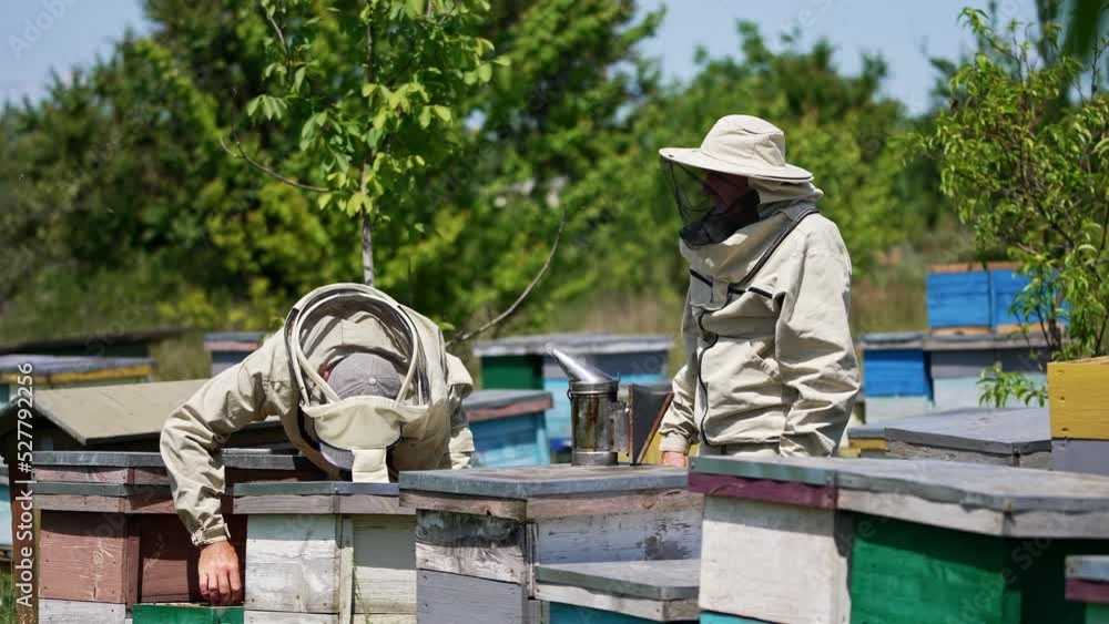 Beekeepers in protective outfit work at apiary on sunny summer day. One of men bent over the wooden hive. Garden at backdrop. Beekeepers in protective outfit work at apiary on sunny summer day. One of men bent over the wooden hive. Garden at backdrop.