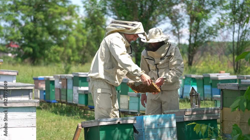 Busy beekeepers examining the apiary on harvest season. Men checking up the honey frame carefully. Nature backdrop in blur. Busy beekeepers examining the apiary on harvest season. Men checking up the honey frame carefully. Nature backdrop in blur.