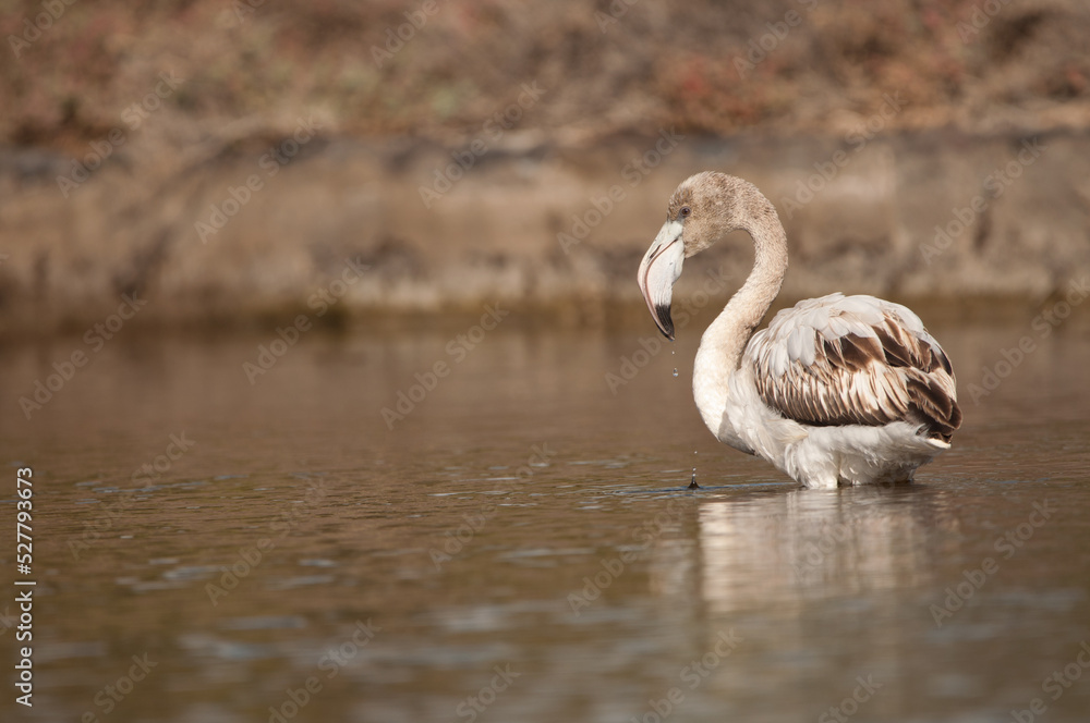 Juvenile greater flamingo Phoenicopterus roseus in a pond. Vargas. Aguimes. Gran Canaria. Canary Islands. Spain. Juvenile greater flamingo Phoenicopterus roseus in a pond. Vargas. Aguimes. Gran Canaria. Canary Islands. Spain.
