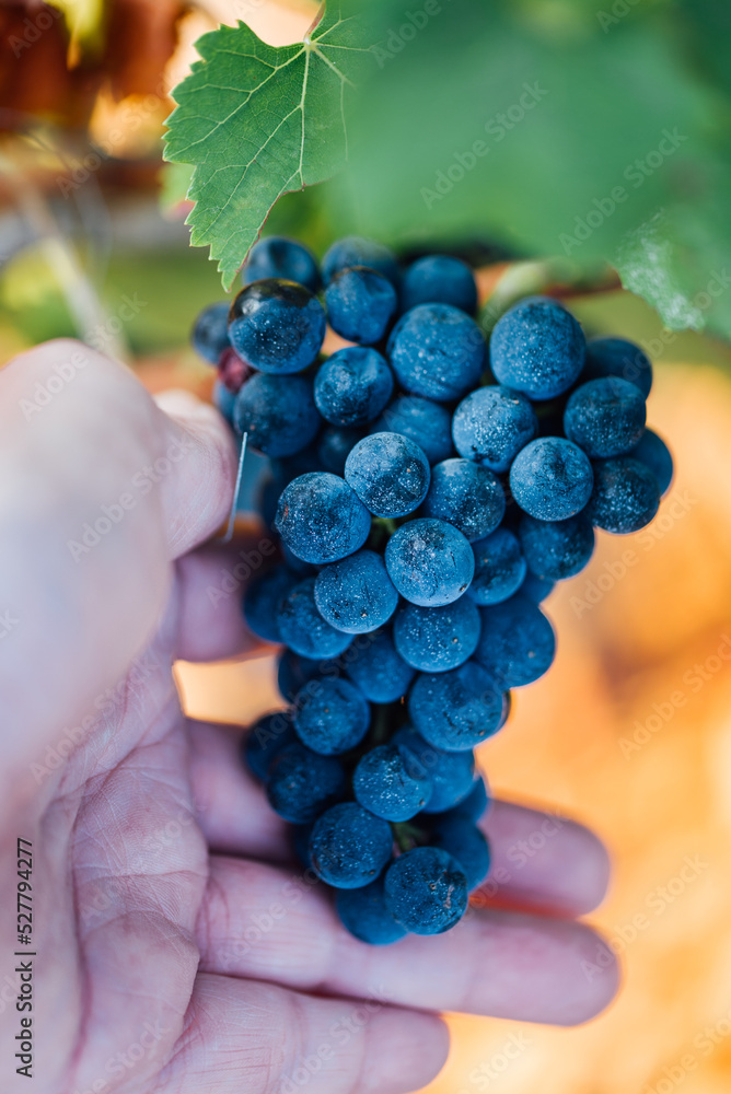 une grappe de raisins de mûr. Des raisins. Le murissement des raisins