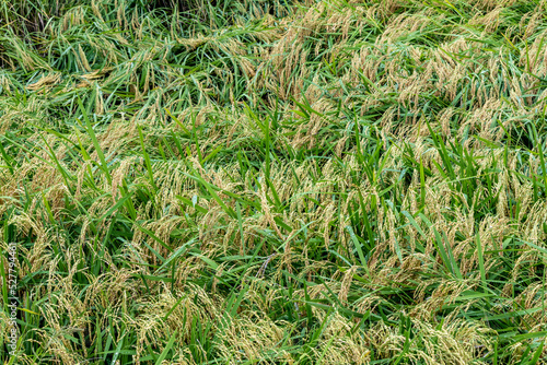 収穫前の長雨で穂の重さに耐えられず倒れる稲