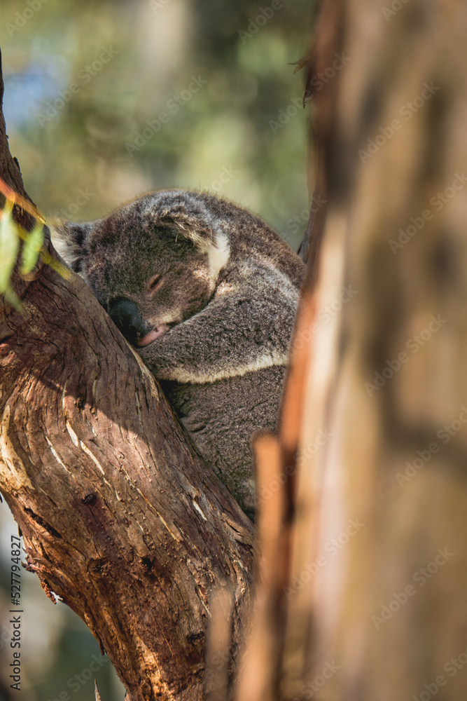 close up of a cute koala sleeping on a tree branch