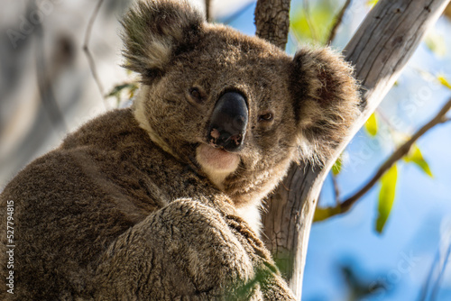 close up of koala looking at the camera