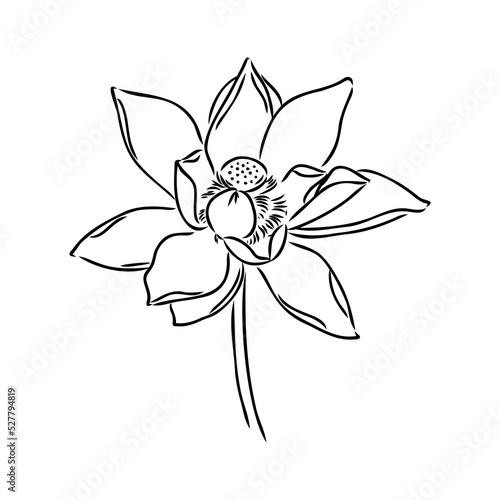 A lotus lily water flower in a vintage woodcut engraved etching style