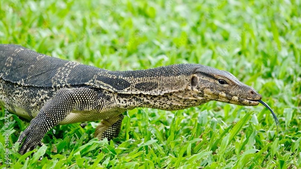 Naklejka premium Waran, thailändische Großechse