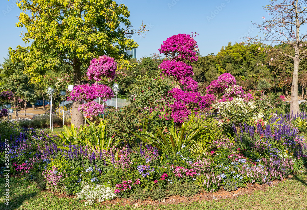 Obraz premium colorful bougainvillea flowers in garden