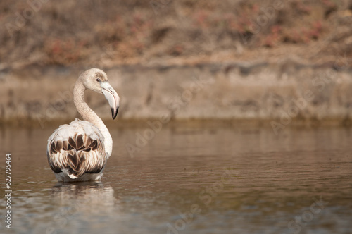 Juvenile greater flamingo Phoenicopterus roseus in a pond. Vargas. Aguimes. Gran Canaria. Canary Islands. Spain. photo