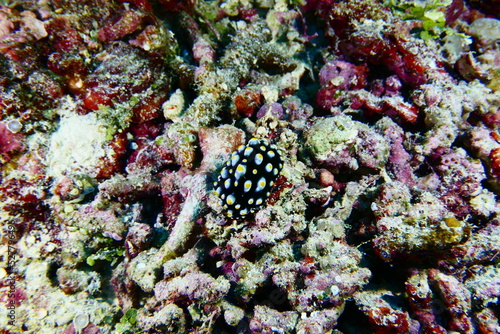 Diving on the reefs of Palau which is a‘bucket list’ diving destination. Some of the must-visit dive sites in Palau are the Blue Corner and the German Channel．