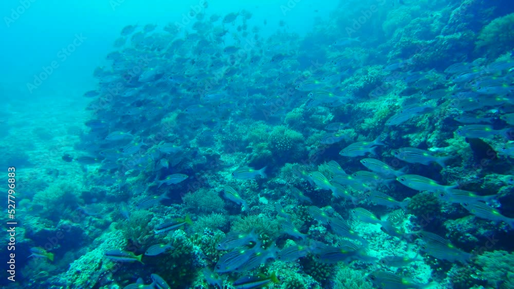 Diving on the reefs of Palau which is a‘bucket list’ diving destination. Some of the must-visit dive sites in Palau are the Blue Corner and the German Channel. Diving on the reefs of Palau which is a‘bucket list’ diving destination. Some of the must-visit dive sites in Palau are the Blue Corner and the German Channel.