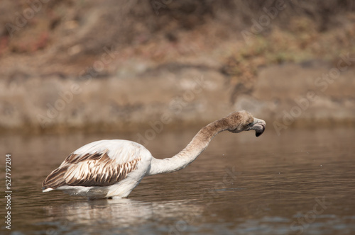 Juvenile greater flamingo Phoenicopterus roseus shaking its head. Vargas. Aguimes. Gran Canaria. Canary Islands. Spain. photo