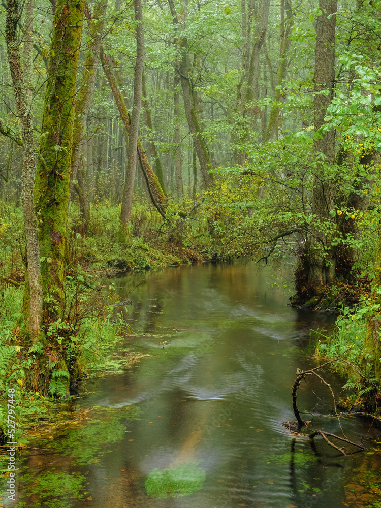 Fototapeta premium river in a wild deep forest in autumn season in a foggy day