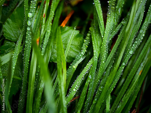 Print op canvas wet fresh green grass covered with water drops or dew, close up photo