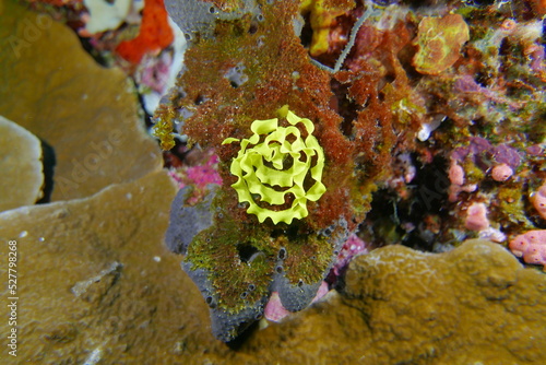 Wallpaper Mural Diving on the reefs of Palau which is a‘bucket list’ diving destination. Some of the must-visit dive sites in Palau are the Blue Corner and the German Channel． Torontodigital.ca