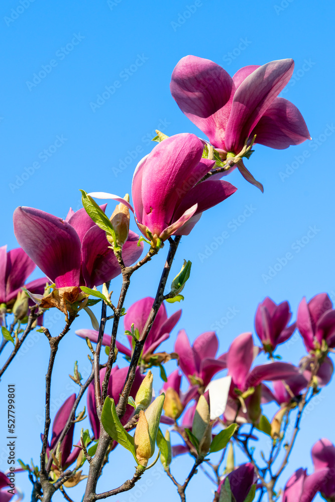 Flowering magnolia branches against a perfectly clear blue sky. Rich red magnolia flowers against a deep blue sky