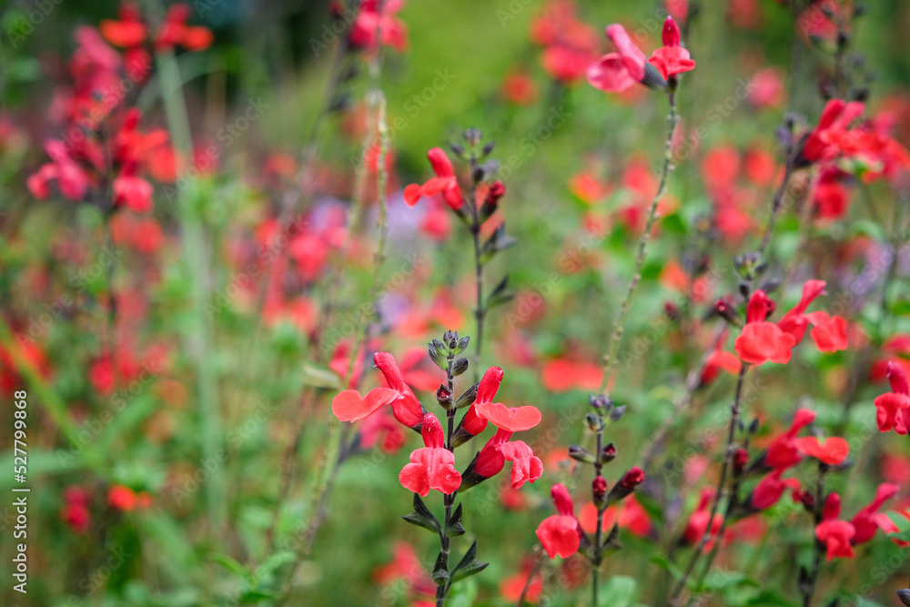 Massif de petites fleurs rouge dans un jardin botanique. 