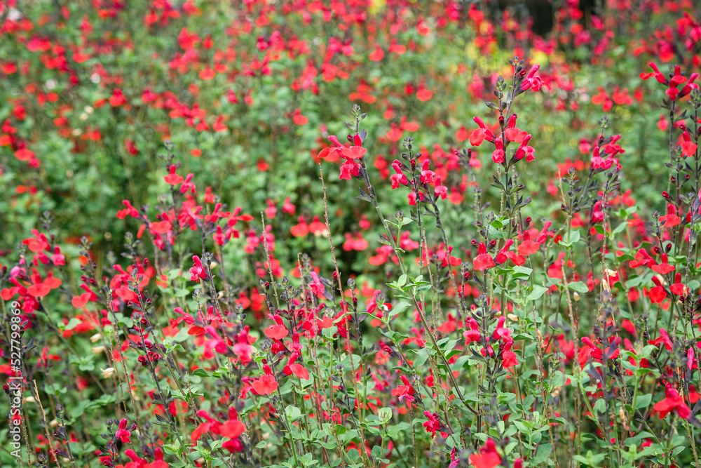 Massif de petites fleurs rouge dans un jardin botanique. 
