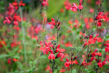 Massif de petites fleurs rouge dans un jardin botanique. 