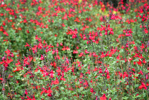 Massif de petites fleurs rouge dans un jardin botanique.  