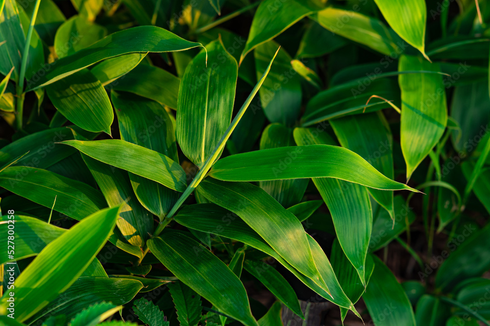 Fototapeta premium leaves of young broad-leaf sasa bamboo