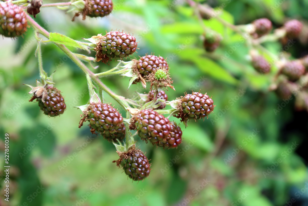 Wild organic blackberries, blackberry branch. Unripe blackberries grows in forest. Berry background Wild organic blackberries, blackberry branch. Unripe blackberries grows in forest. Berry background