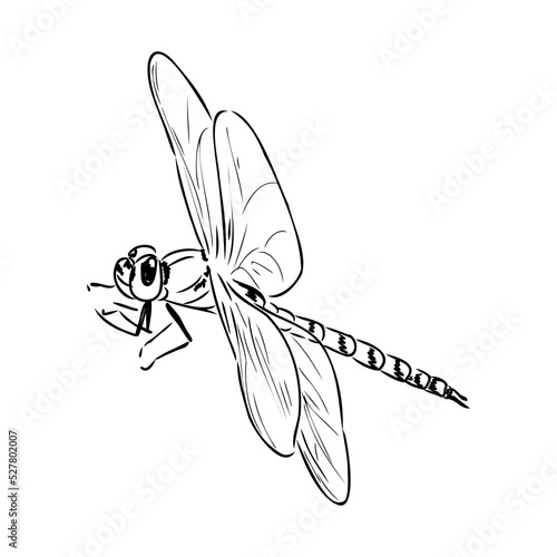 dragonfly black and white sketch with delicate wings vector illustration black and white sketch