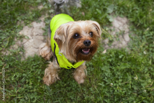 Cute Yorkshire terrier wearing stylish pet clothes in park, above view