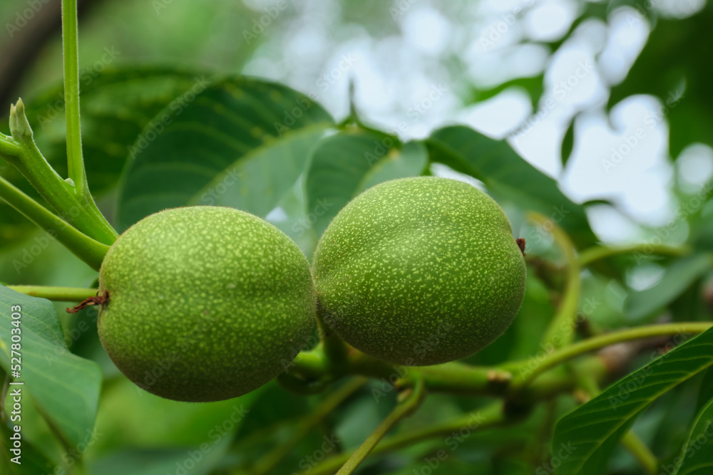 Green unripe walnuts on tree branch, closeup Green unripe walnuts on tree branch, closeup