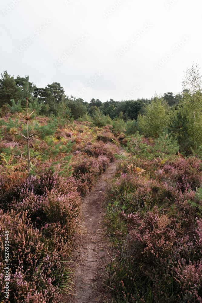 Morning walk over Common Morning walk over Common