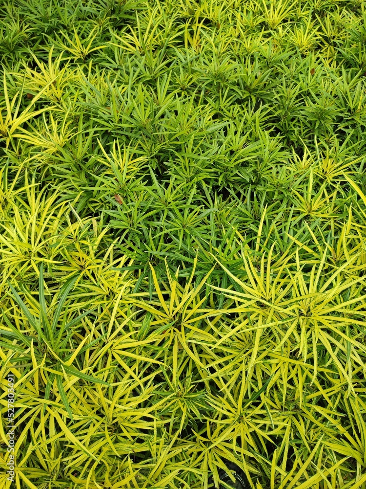 Close up of Cathaya argyrophylla, beautiful golden and lime green color leaves, with spiky leaves Close up of Cathaya argyrophylla, beautiful golden and lime green color leaves, with spiky leaves