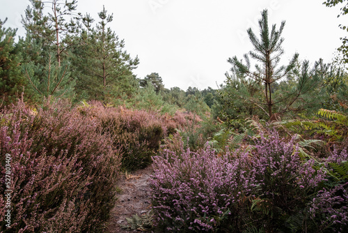 Morning walk over Common