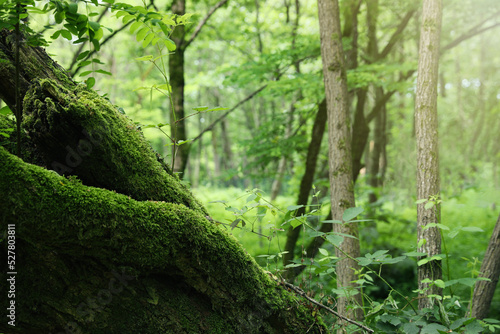 Tree overgrown with moss in forest, space for text