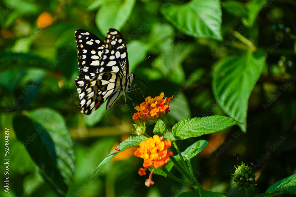 Beautiful black and white dotted butterfly on flower Beautiful black and white dotted butterfly on flower