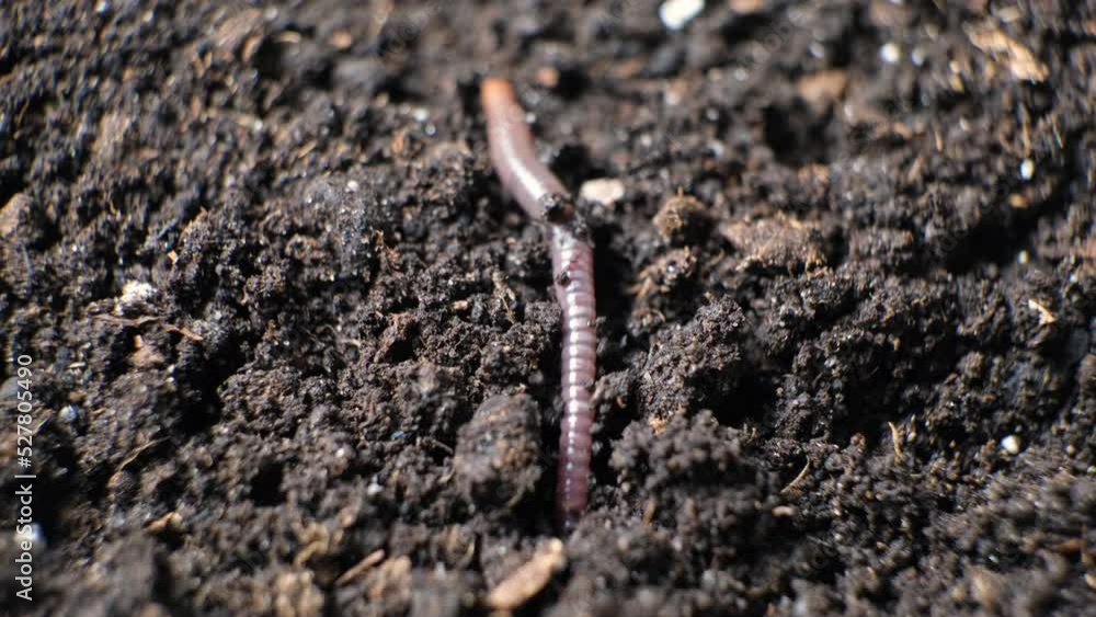 A big earthworm crawls into a hole in the black ground, close-up. A big earthworm crawls into a hole in the black ground, close-up.