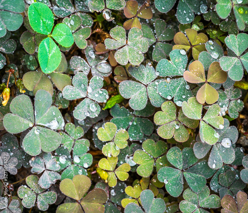 Clover with drops of water pouring down