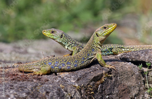 Couple of ocellated lizards (Timon lepidus) standing on a rock. Male and female reptiles mating. Beautiful and colorful green and