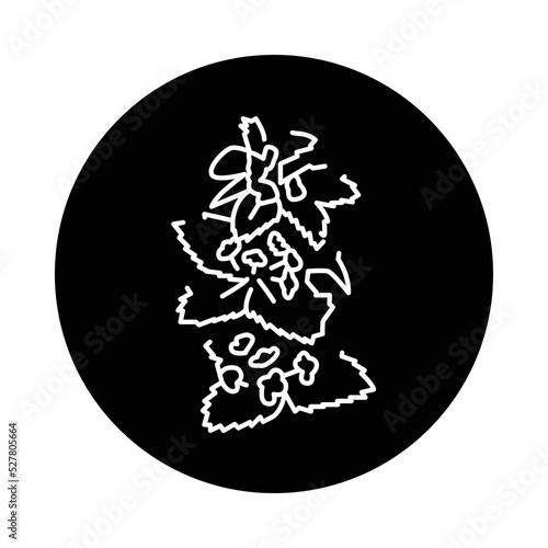Melissa plant plant color line icon. Pictogram for web page