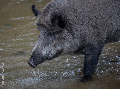 wild boar pig © adrian