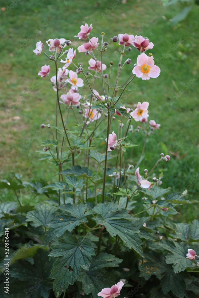 Many pale pink Japanese anemone flowers in the flowerbed on summer. Anemone japonica in bloom Many pale pink Japanese anemone flowers in the flowerbed on summer. Anemone japonica in bloom