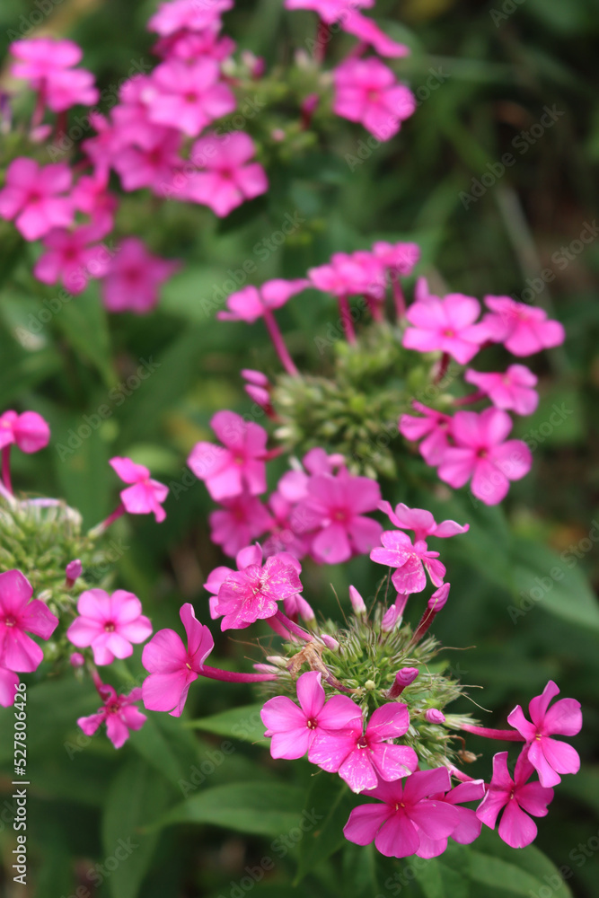 Pink Phlox flowers in the garden on summer season on a sunny day