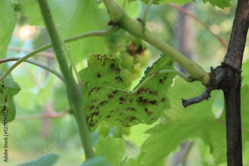 Eriophyes vitis. Grape erineum mite or blister mite, is a mite species in the genus Eriophyes infecting grape leaves. Disease on Vitis vinifera  photo