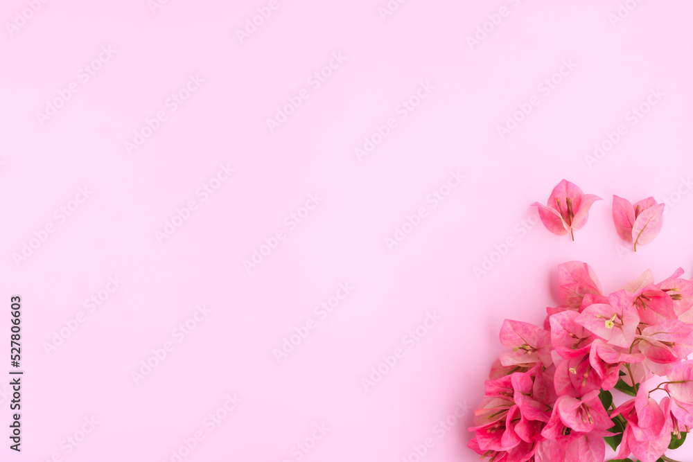 Decorative pink bougainvillea flowers on pink background