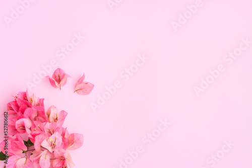 Decorative pink bougainvillea flowers on pink background