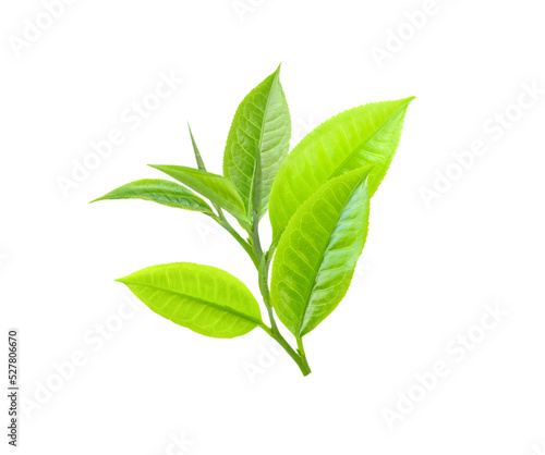 Tea Leaves isolated on transparent png