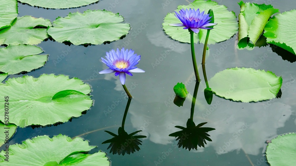 Lotus, Seerose Blüte und Blätter Lotus, Seerose Blüte und Blätter