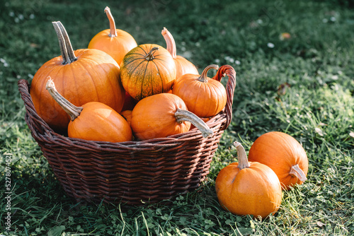 Different kind of pumpkins in garden basket. Halloween and thanksgiving holiday and autumn harvest background