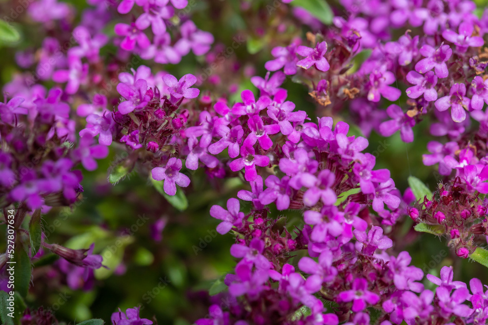 Lilac flowers of Thyme in a summer meadow.