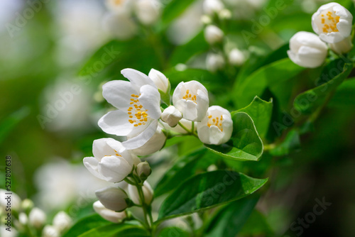 Jasmine flowers. Close up of jasmine flowers in a garden. Green background.