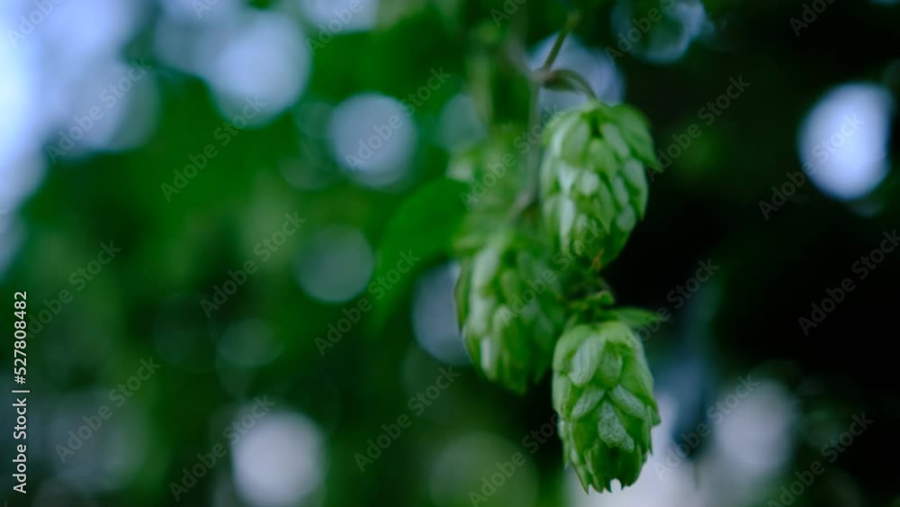 Green hop cones on plantation in sunlight rays, with shallow depth of field shaking on the wind. Ingredient for brewery. Oktoberfest background. Space for copy Green hop cones on plantation in sunlight rays, with shallow depth of field shaking on the wind. Ingredient for brewery. Oktoberfest background. Space for copy